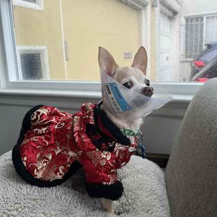 Captain Louie