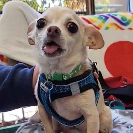 Captain Louie