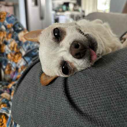Croissant