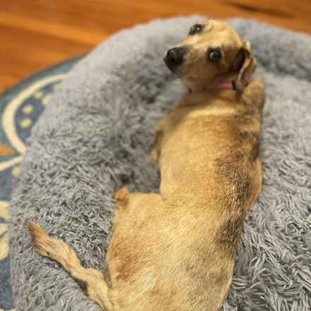 Casserole & Al Dente