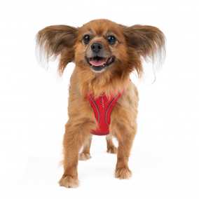 Midge (Miss Vivien Butterfly)