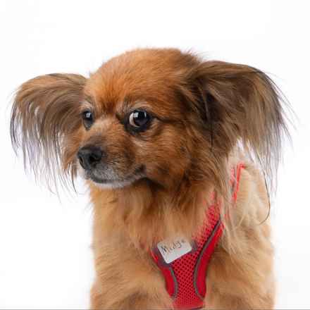 Midge (Miss Vivien Butterfly)