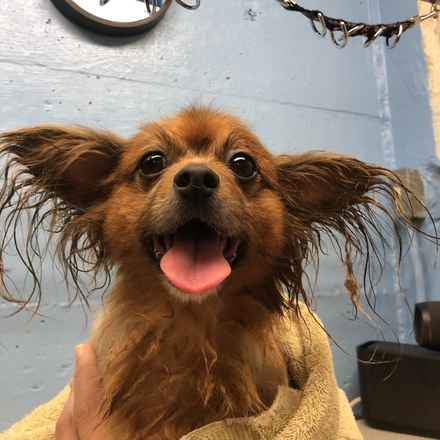 Midge (Miss Vivien Butterfly)