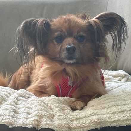 Midge (Miss Vivien Butterfly)