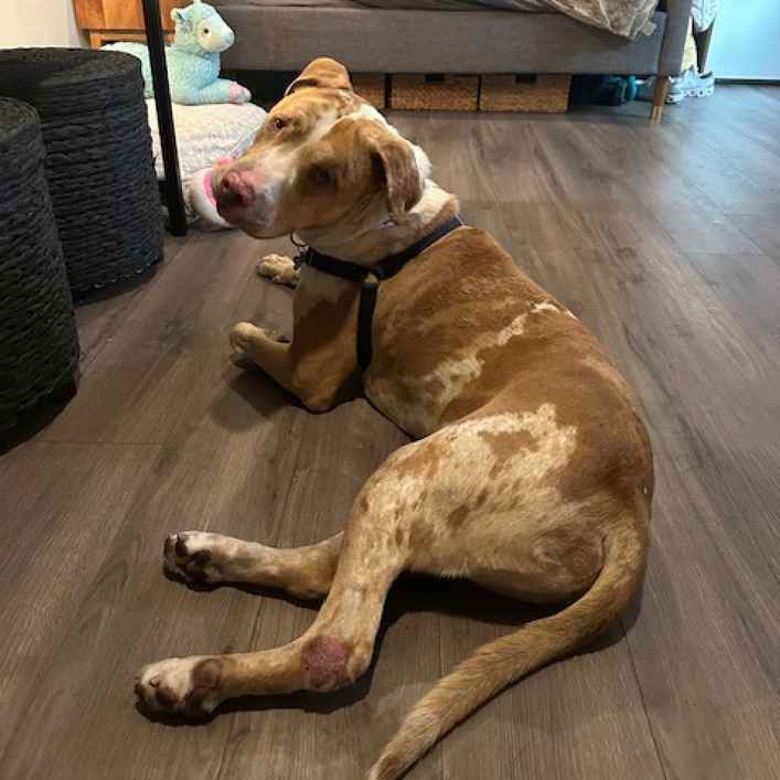 Bronson