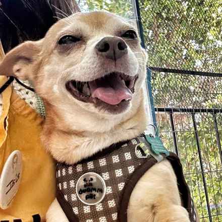 Tugboat Annie (Annie)