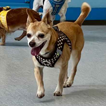 Tugboat Annie (Annie)