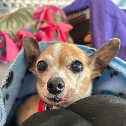 Mini Donut (Mini Pearl)