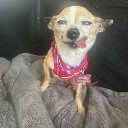 Mini Donut (Mini Pearl)