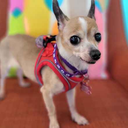 Mini Donut (Mini Pearl)