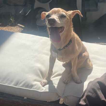 Chester