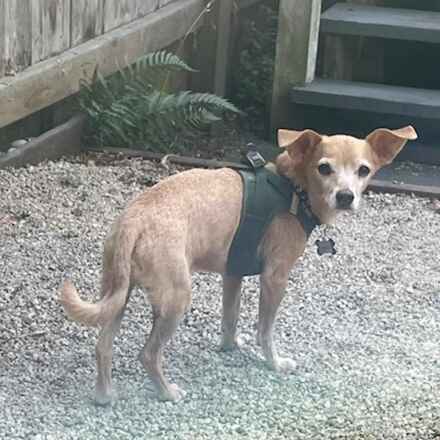 Chester