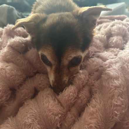 Taylor Frankie Paul (Lola)