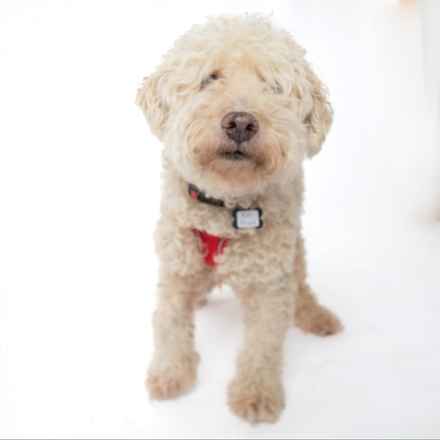 Ker-Plunk (renamed Echo)