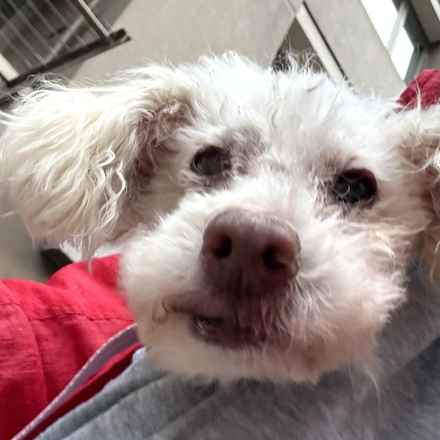 Sweetie Sweetie Honey Pie