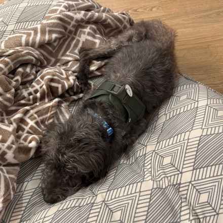 Struffoli (Gila Monster)