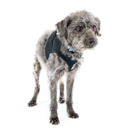 Struffoli (Gila Monster)