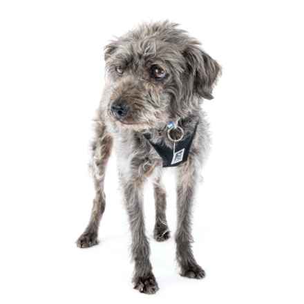 Struffoli (Gila Monster)