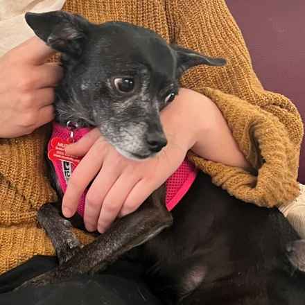 Wintermelon (Sophie)