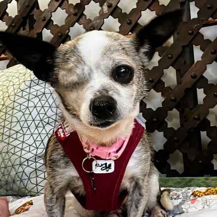 Lava Lamp (aka Pringle)