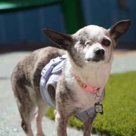 Lava Lamp (aka Pringle)