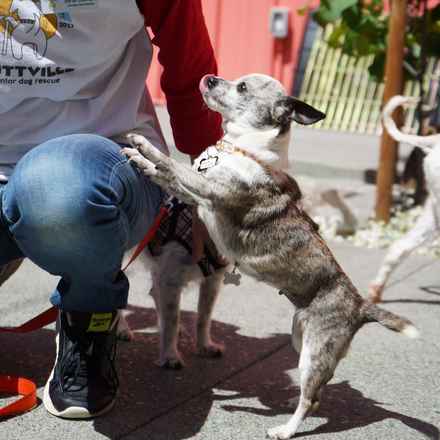 Lava Lamp (aka Pringle)