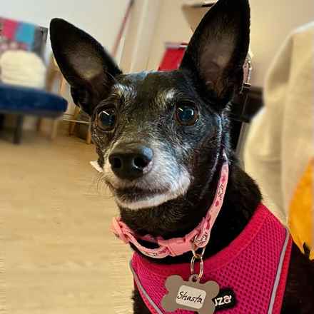 Shasta (Little Queenie)