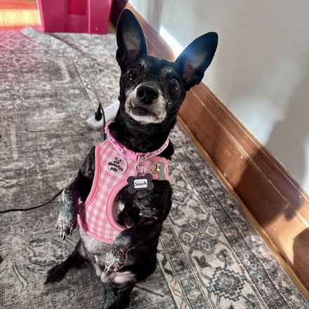 Shasta (Little Queenie)