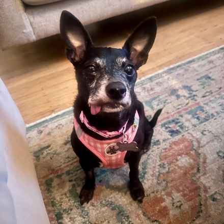 Shasta (Little Queenie)