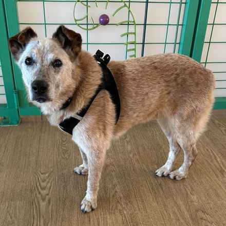 Han Solo (Sourdough)