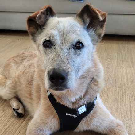 Han Solo (Sourdough)