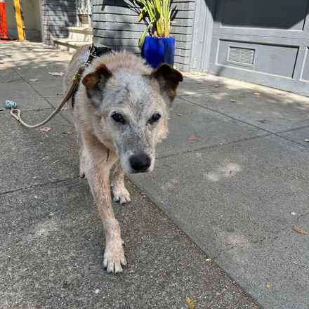 Han Solo (Sourdough)