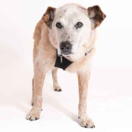 Han Solo (Sourdough)