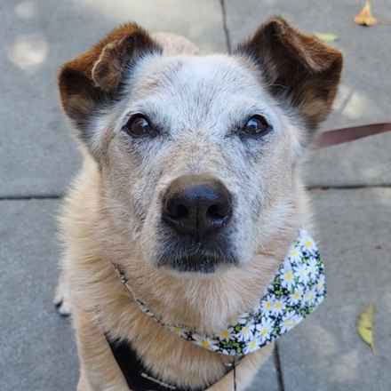Han Solo (Sourdough)