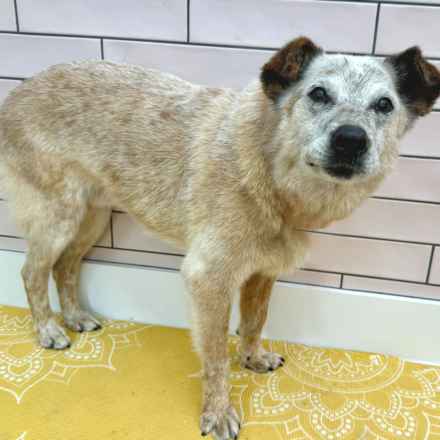 Han Solo (Sourdough)