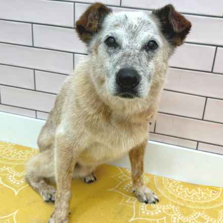 Han Solo (Sourdough)