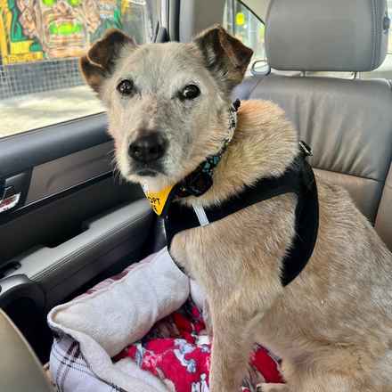 Han Solo (Sourdough)