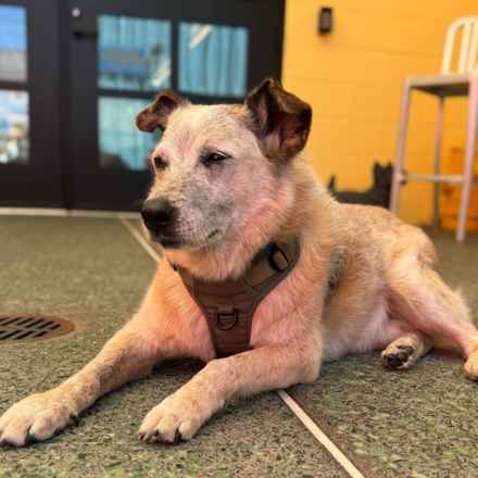 Han Solo (Sourdough)