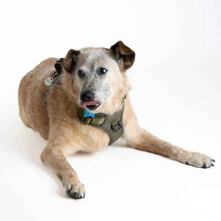 Han Solo (Sourdough)