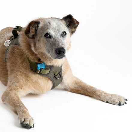 Han Solo (Sourdough)