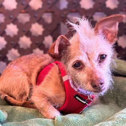 Little Heart (Honey)