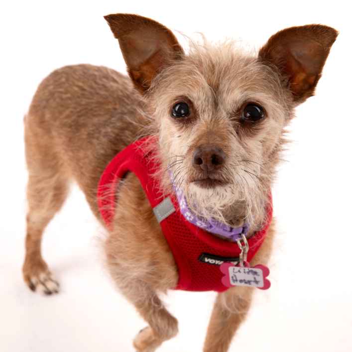 Little Heart (Honey)