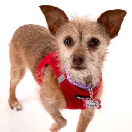 Little Heart (Honey)