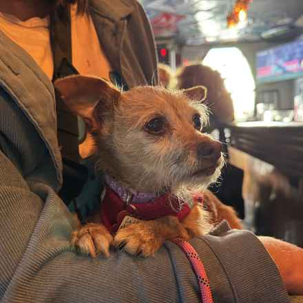 Little Heart (Honey)