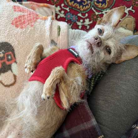 Little Heart (Honey)