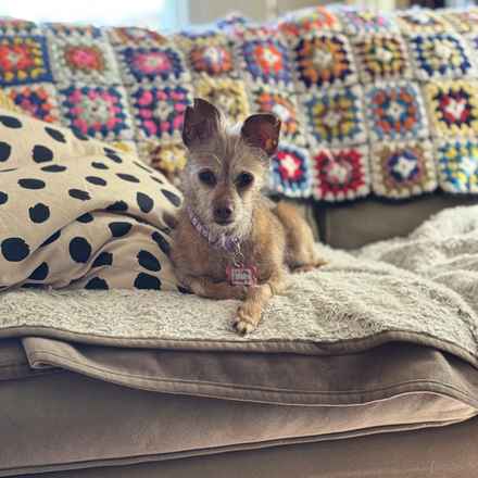 Little Heart (Honey)