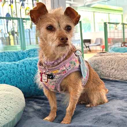 Little Heart (Honey)