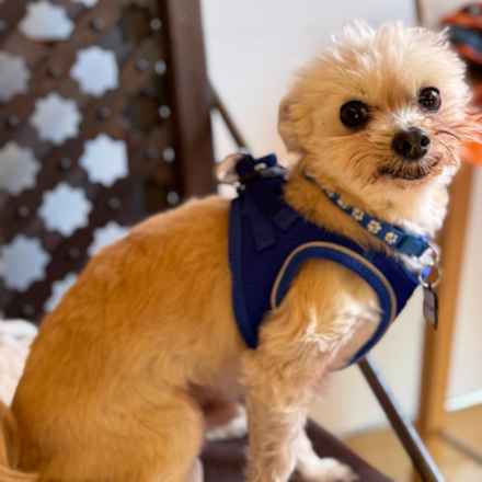 Mr. Morale (Charlie)