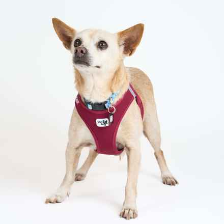 Brennan Lee Mulligan