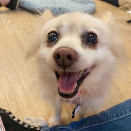 The Rachel (Gnocchi)